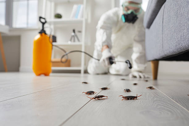Post-Treatment Bed Bug Interceptor Monitoring in McAdoo